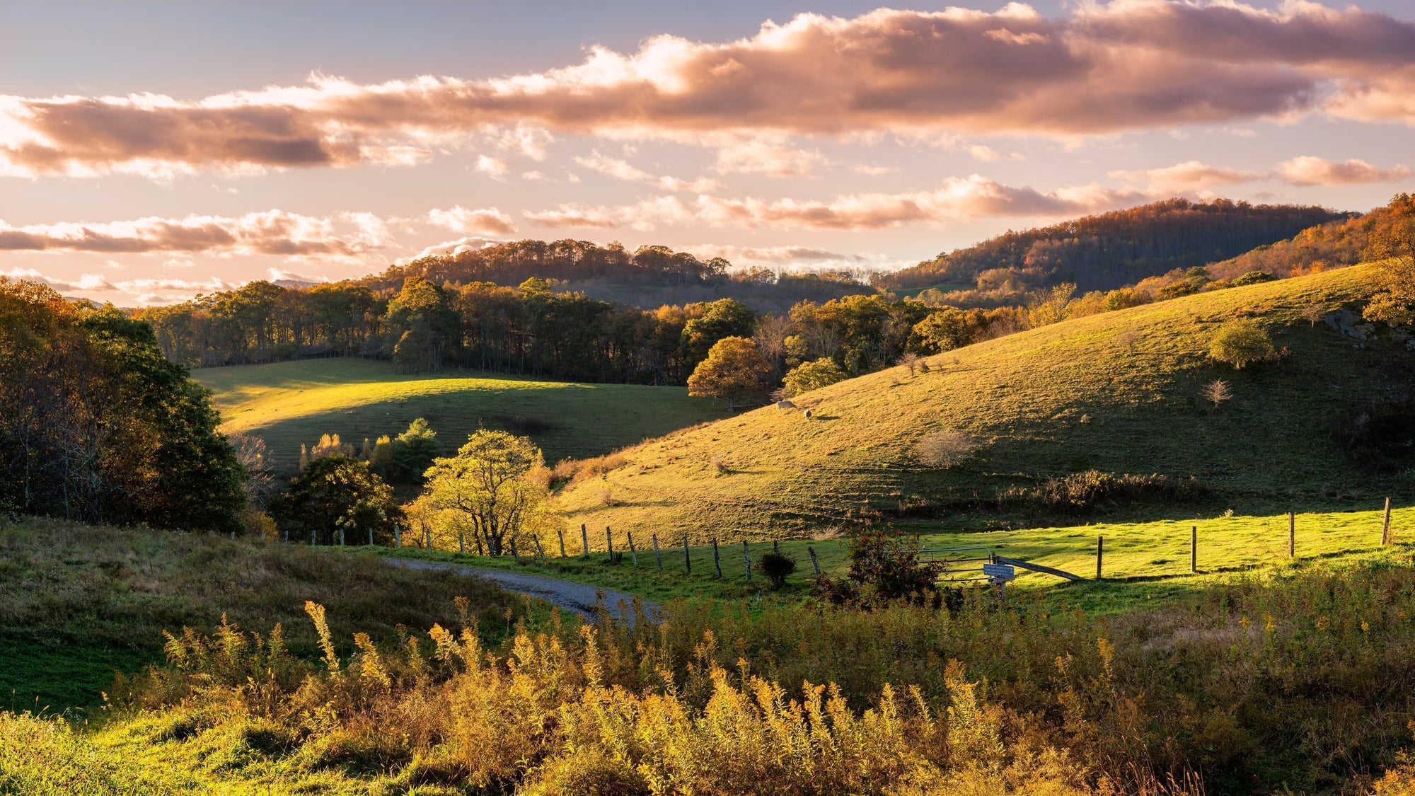 The Real Heroes of Country Ham: From Blue Ridge Homesteads to Thunder Road